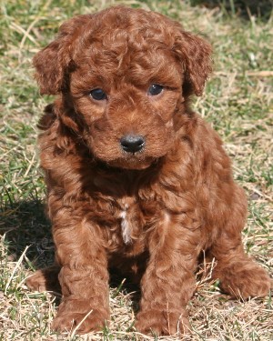 Curly mini clearance goldendoodle